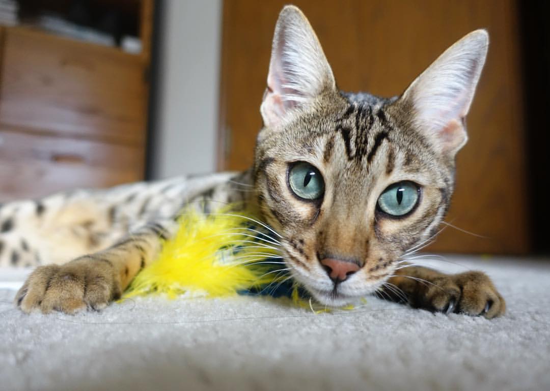 九游官网入口-NBA球队训练数据分析及战术调整,nba各球队队训